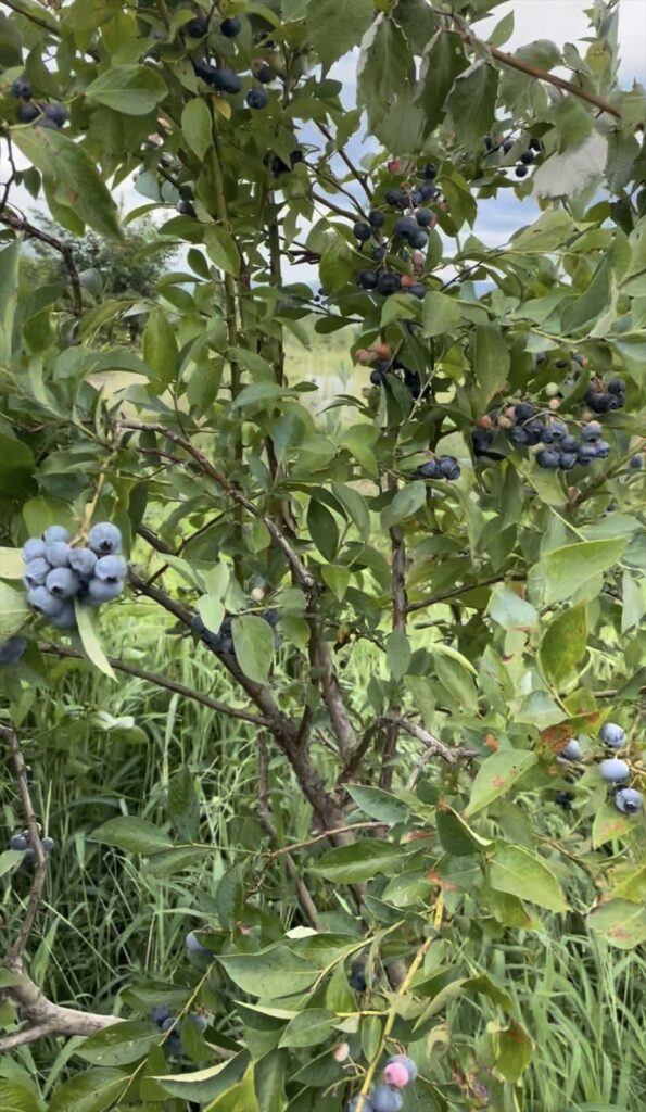 ノビリスの樹形の画像