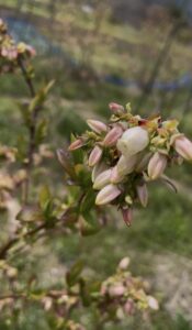 ブルーベリーの花の画像