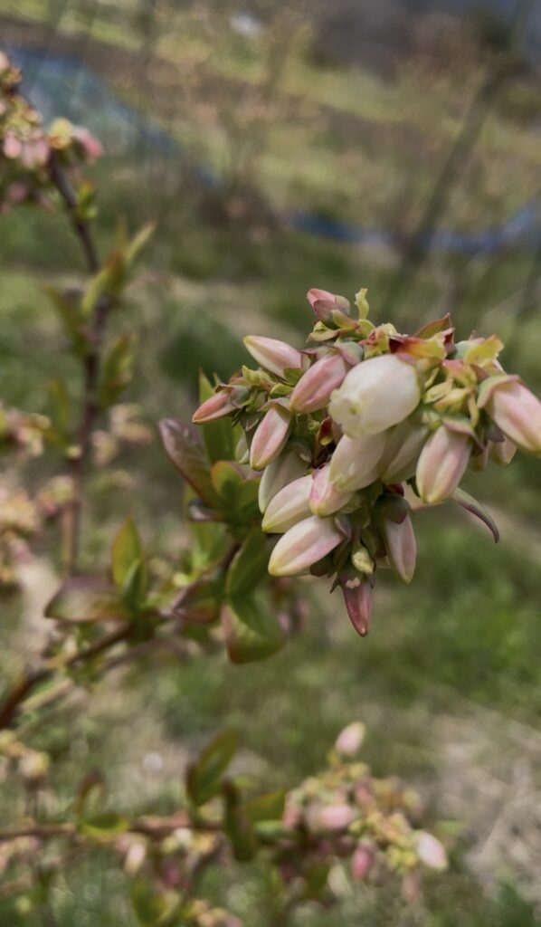 ブルーベリーの花の画像