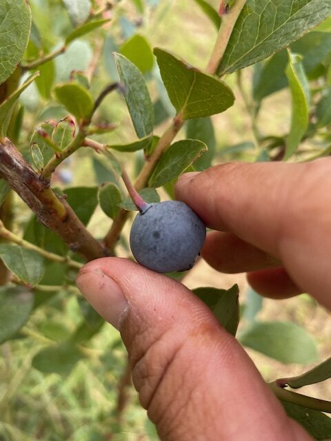 完熟のデライトの実の画像