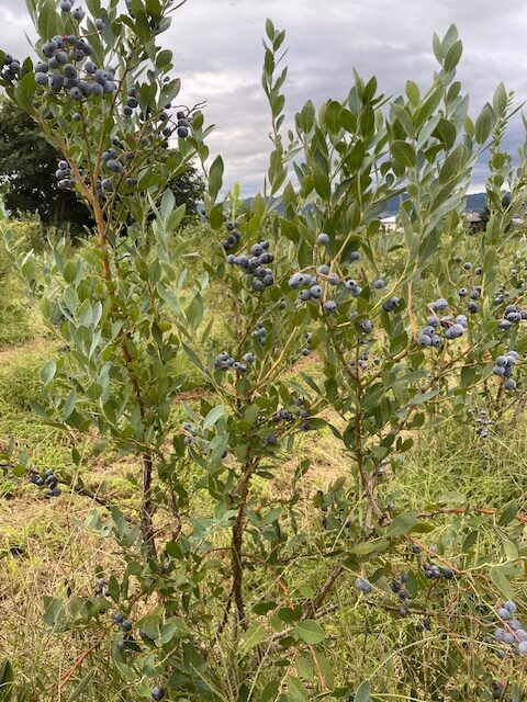 デライトの樹形の画像