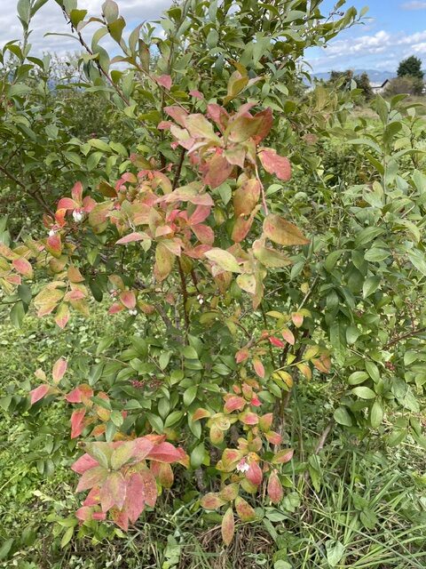 ブルーベリーこ紅葉