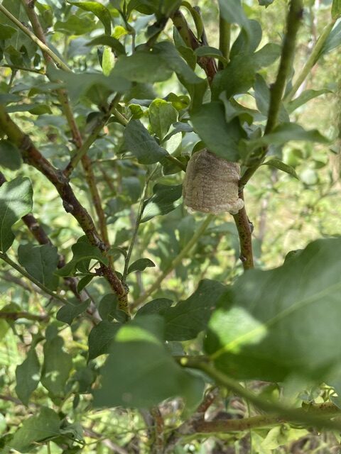 ブルーベリーの樹についているカマキリの卵